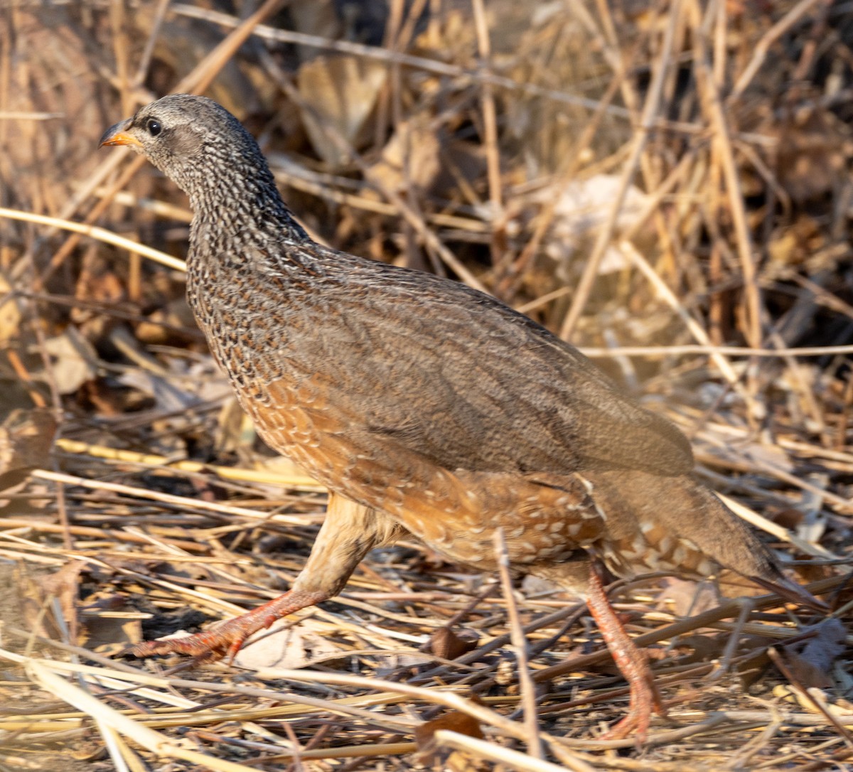 Hildebrandt's Spurfowl - ML644142762