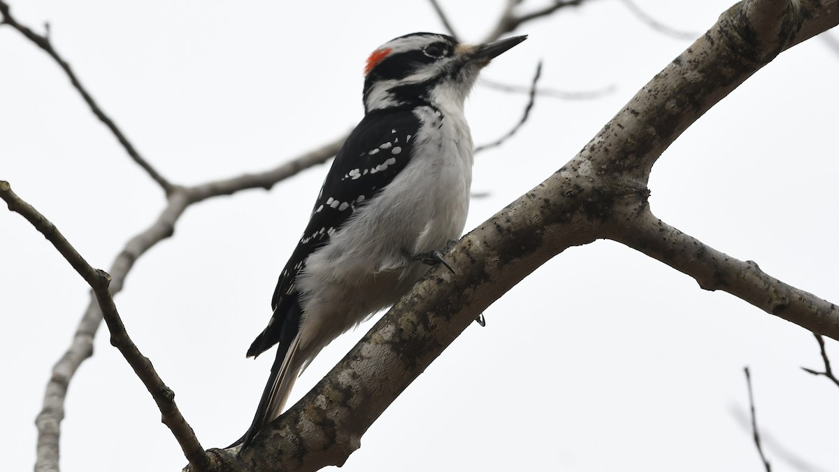 Hairy Woodpecker - ML644142763