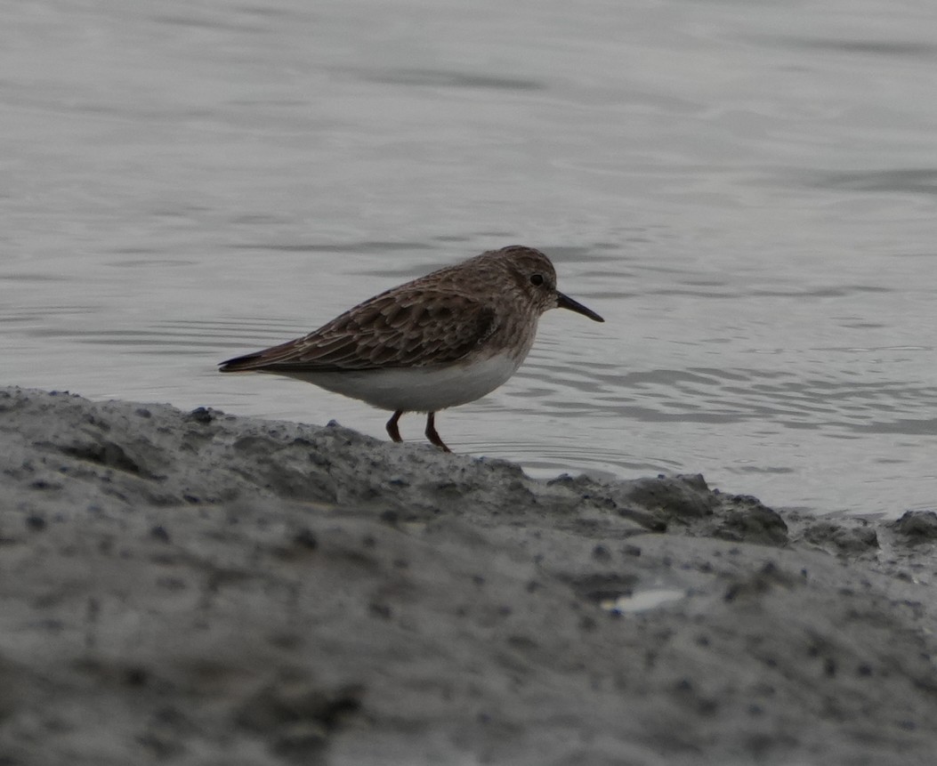 Least Sandpiper - ML644142764