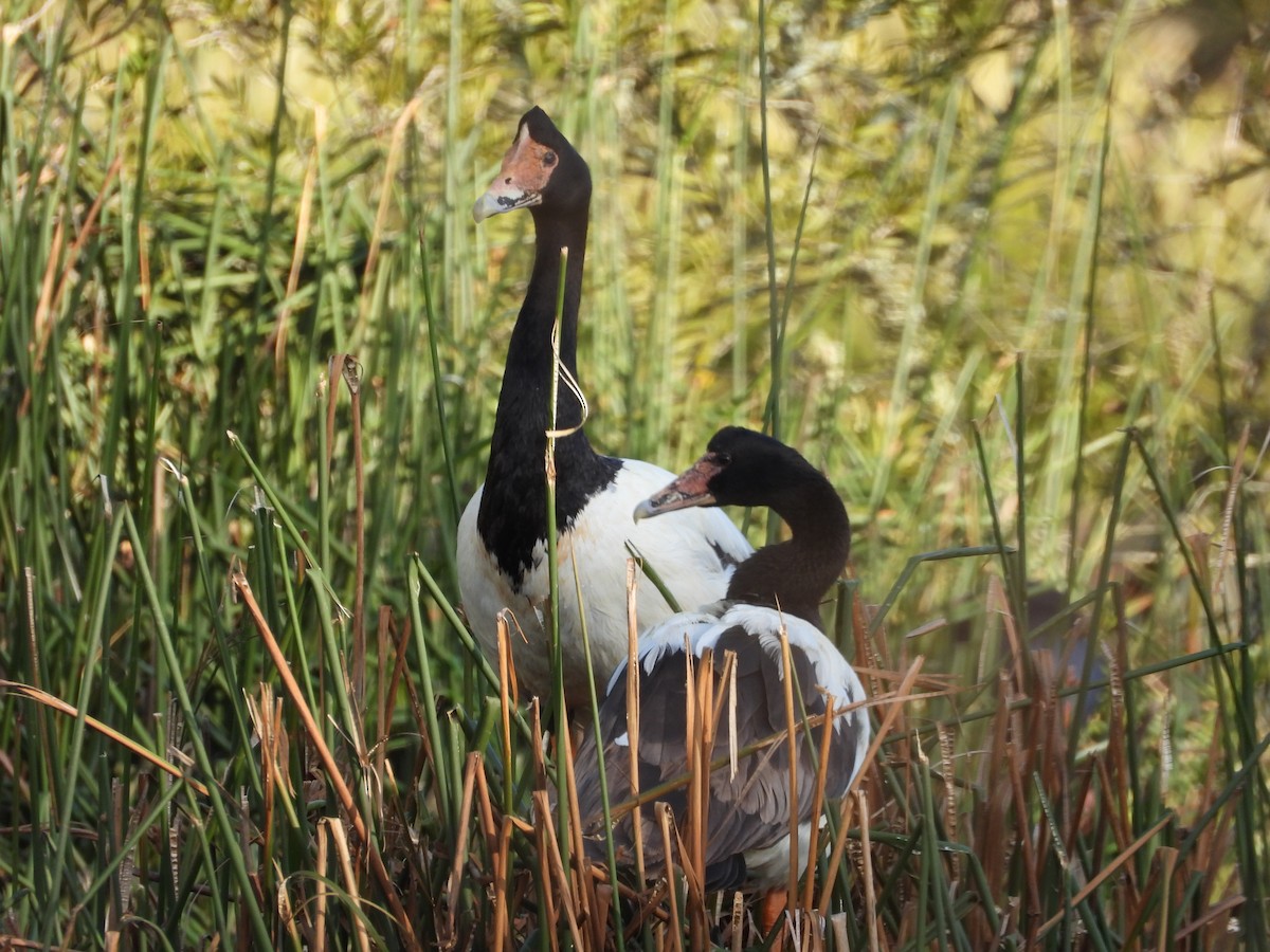 Magpie Goose - ML644142765