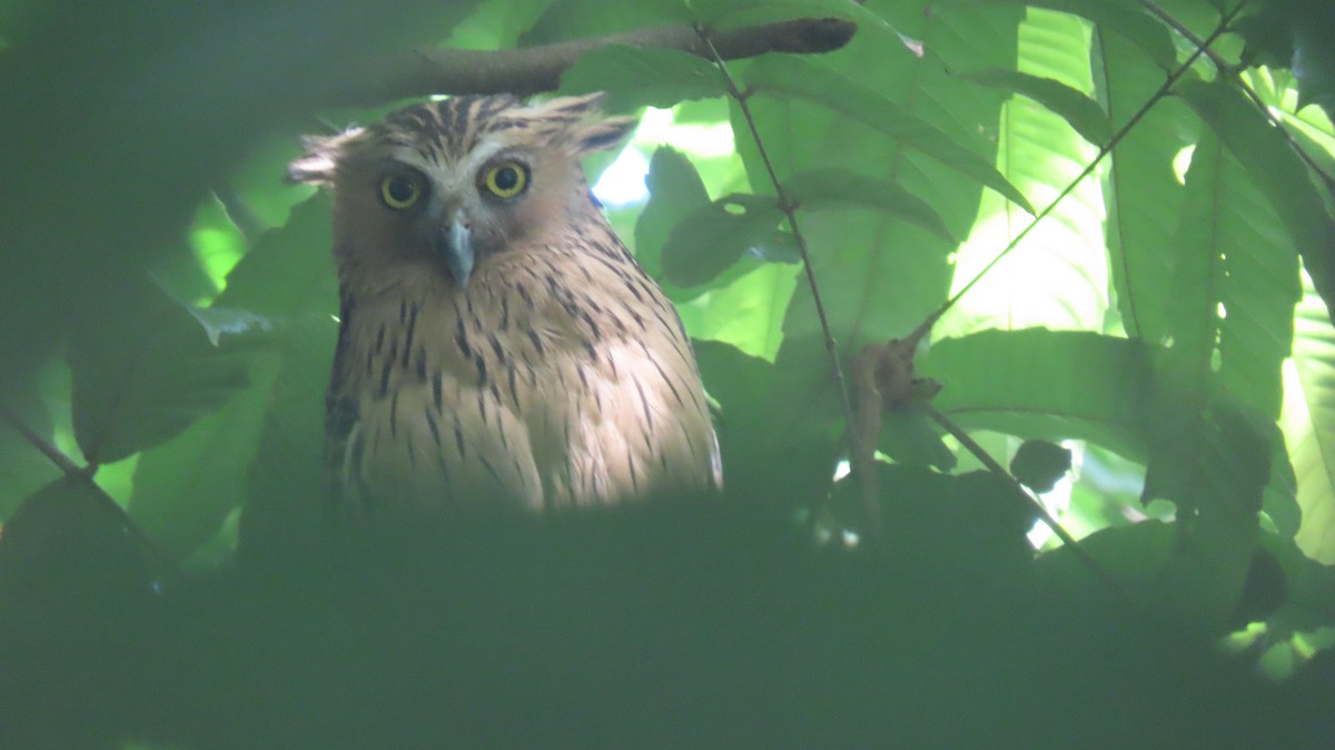 Buffy Fish-Owl - ML644142766