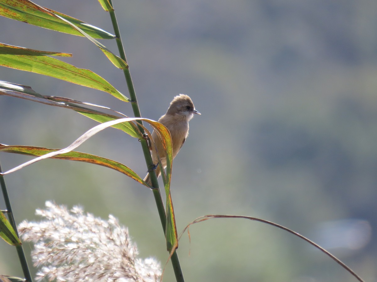 Eurasian Penduline-Tit - ML644142767