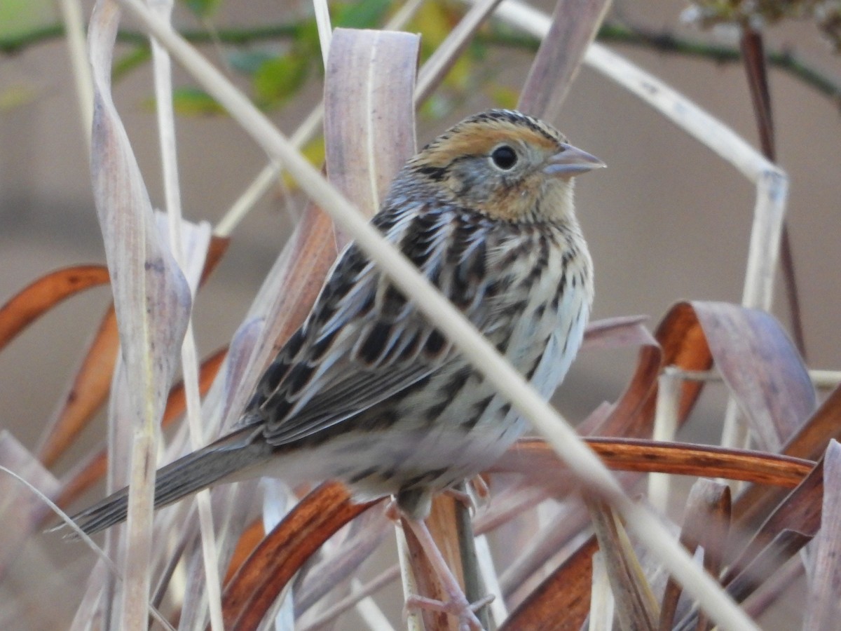 LeConte's Sparrow - ML644142768