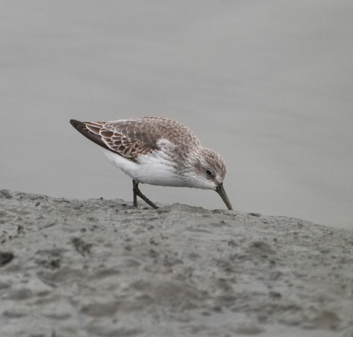 Western Sandpiper - ML644142770