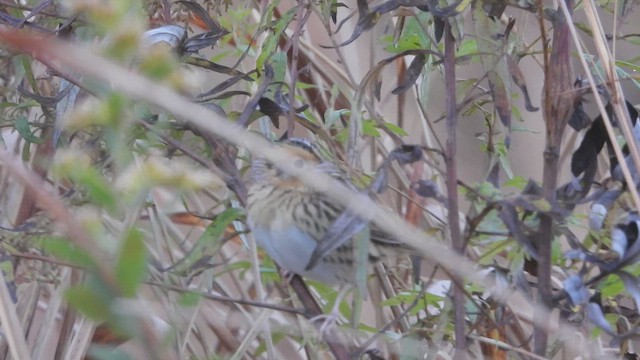 LeConte's Sparrow - ML644142772