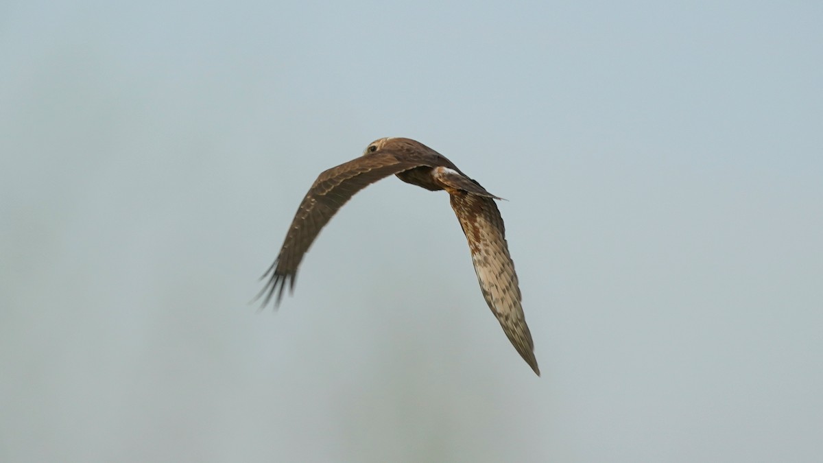 Pied Harrier - ML644142792