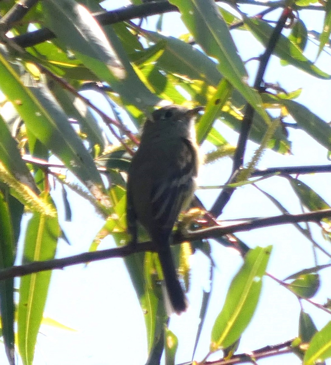 Dusky Flycatcher - ML644142798