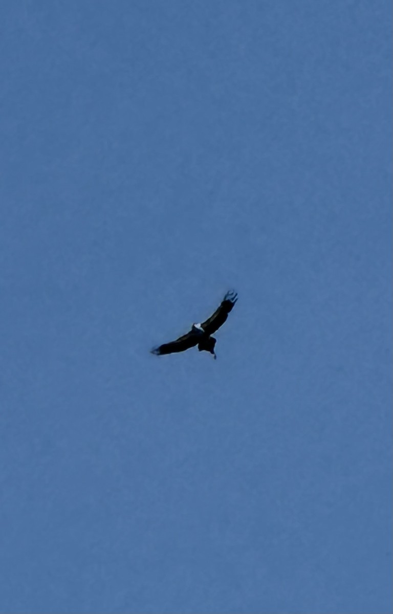 Secretarybird - ML644142799