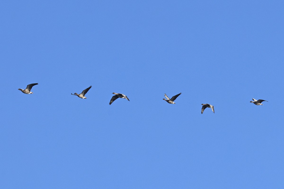 Pink-footed Goose - ML644142805