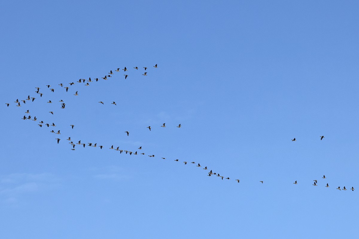 Pink-footed Goose - ML644142806