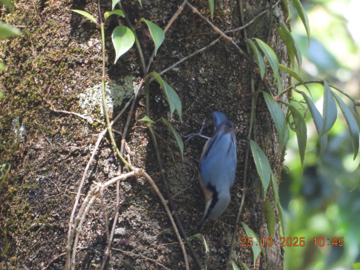 White-tailed Nuthatch - ML644142808