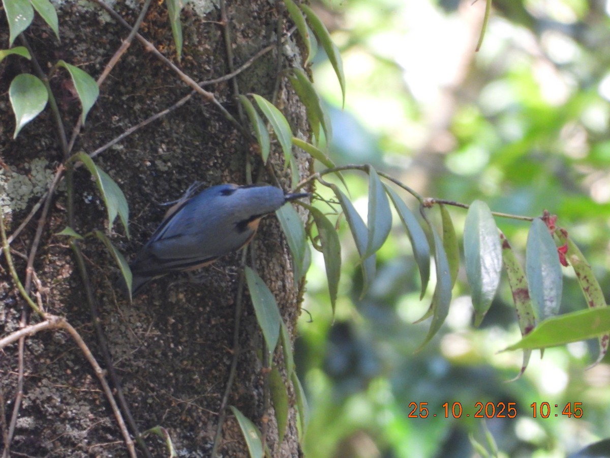 White-tailed Nuthatch - ML644142809