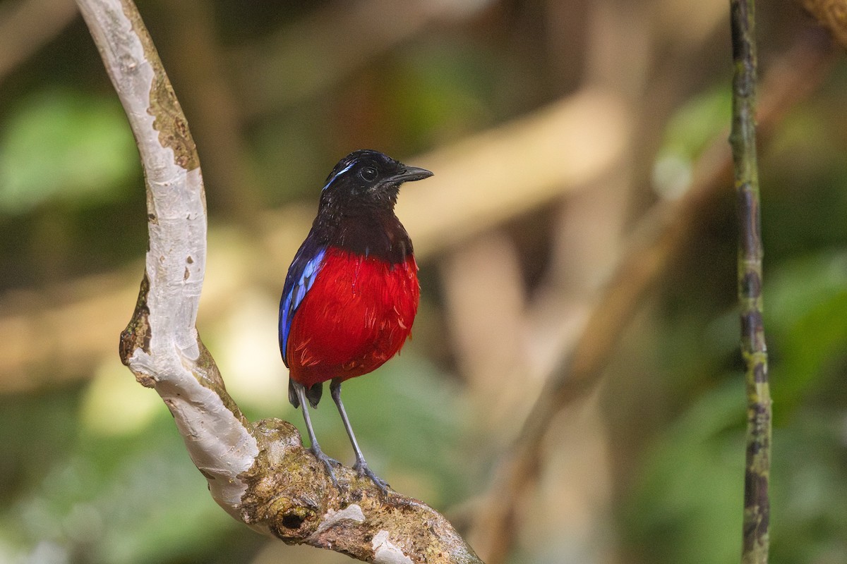 クロアカヤイロチョウ - ML644142839