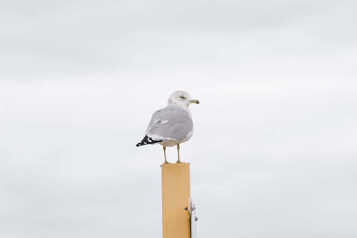 Ring-billed Gull - ML644142843