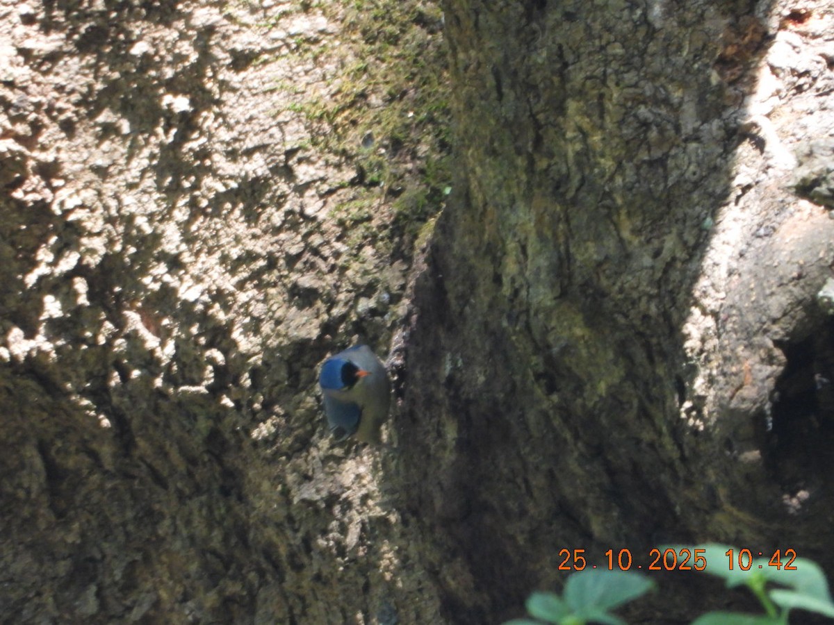 Velvet-fronted Nuthatch - ML644142870