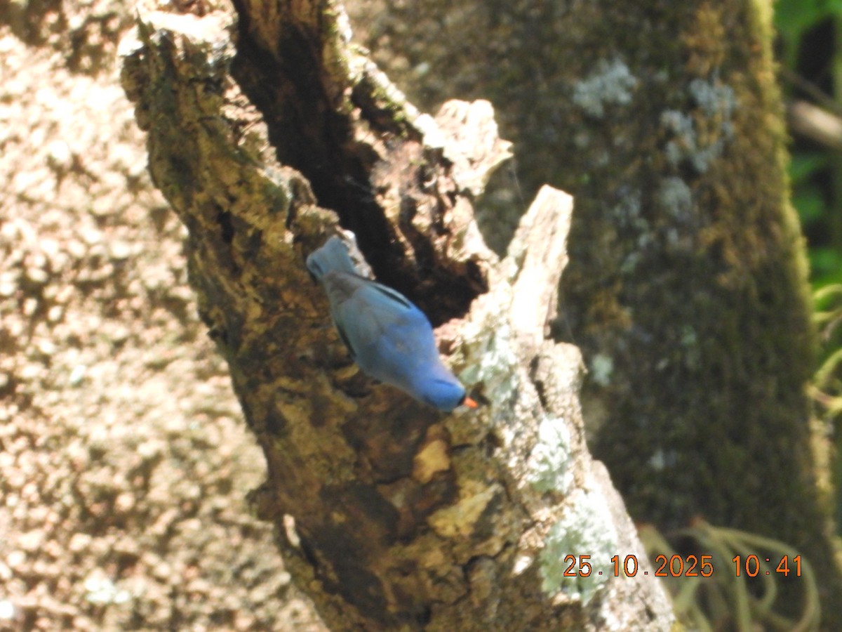 Velvet-fronted Nuthatch - ML644142871