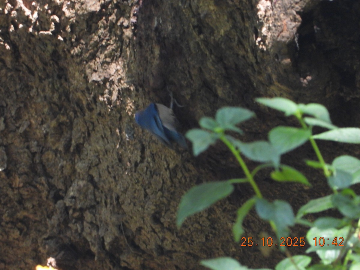 Velvet-fronted Nuthatch - ML644142872