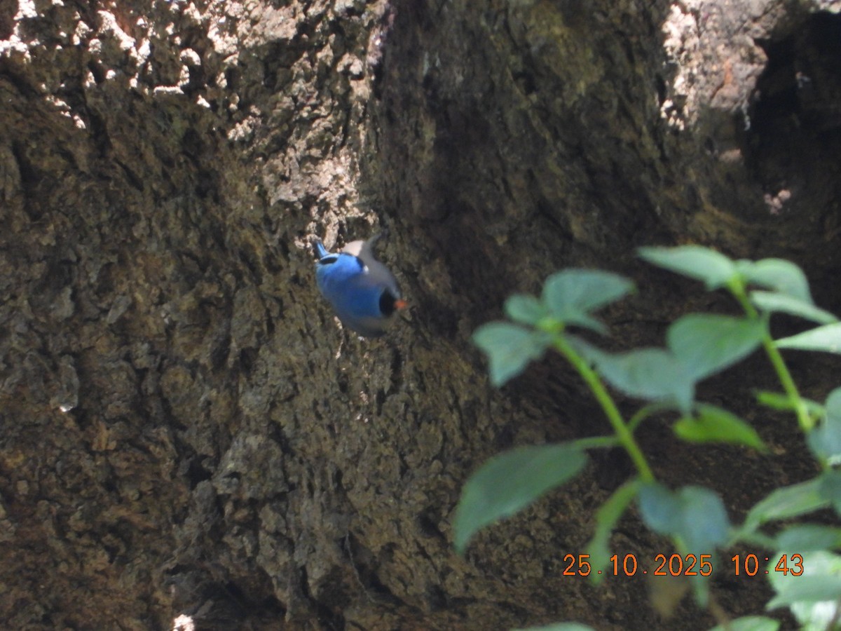 Velvet-fronted Nuthatch - ML644142873