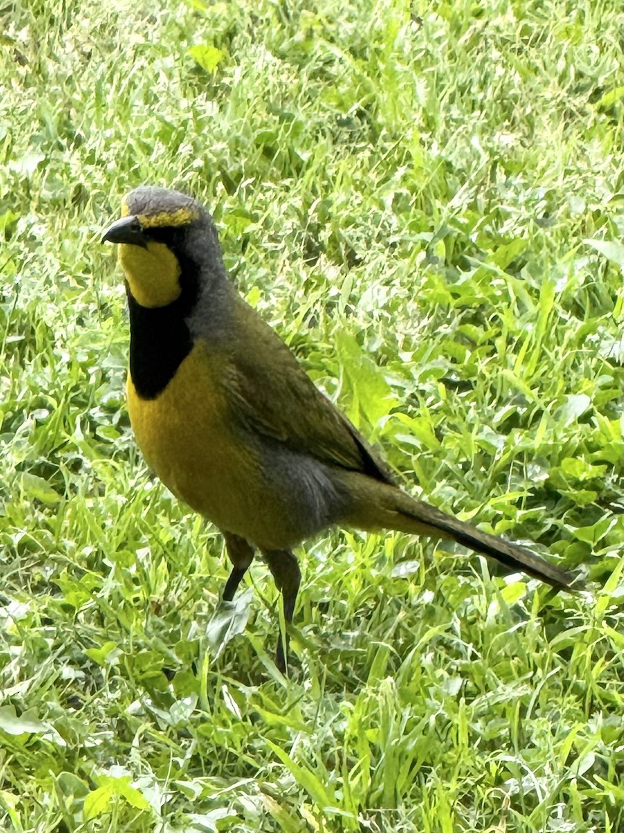 Gonolek bacbakiri - ML644142891