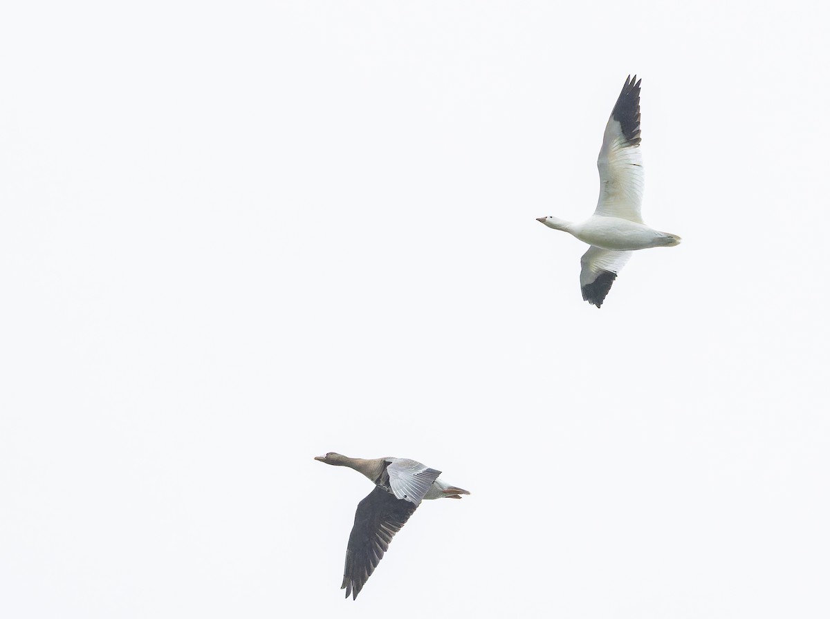 Ross's Goose - ML644142901