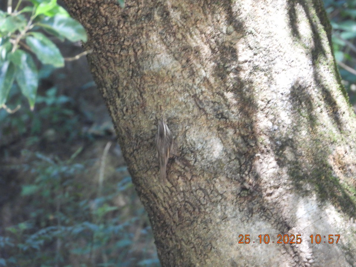 Bar-tailed Treecreeper - ML644142904