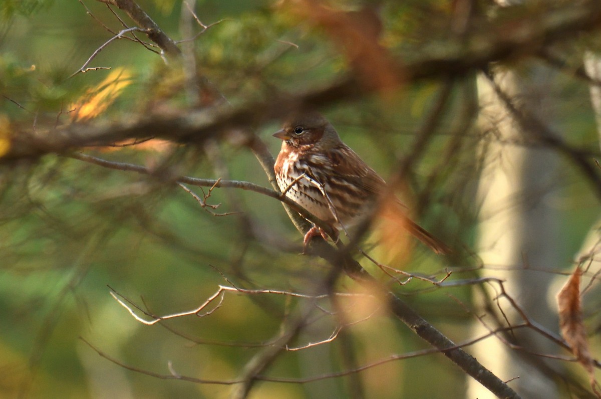 Fox Sparrow - ML644142907