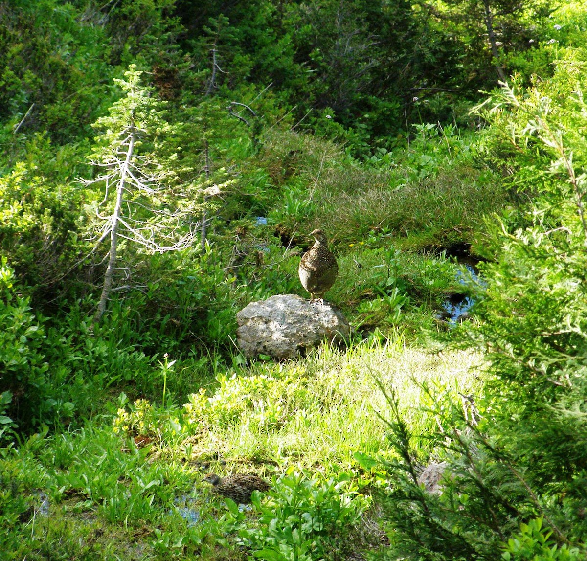 Sooty Grouse - ML644142908