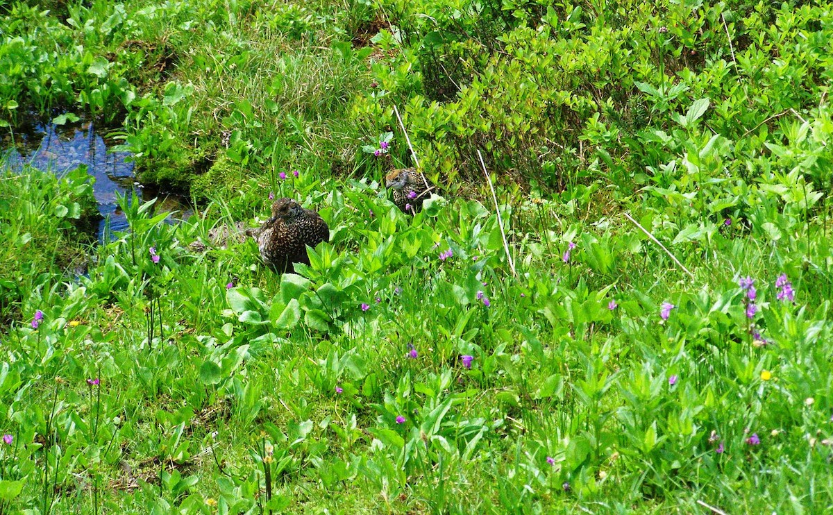 Sooty Grouse - ML644142909