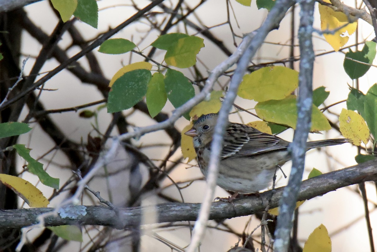 Harris's Sparrow - ML644142918
