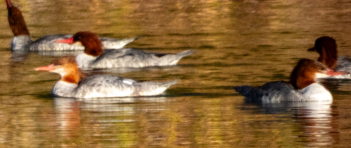 Хумхин бохио - ML644142930