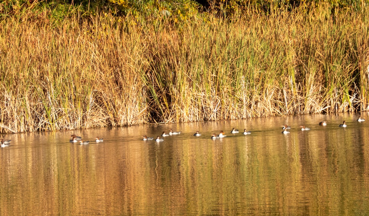 Хумхин бохио - ML644142932