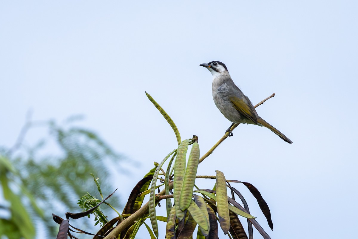 Styan's Bulbul - ML644142943