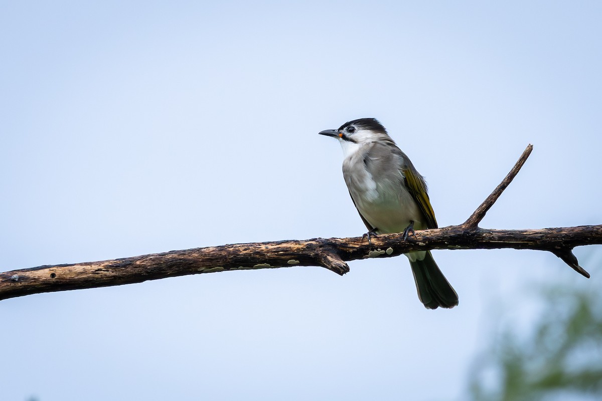 Styan's Bulbul - ML644142944