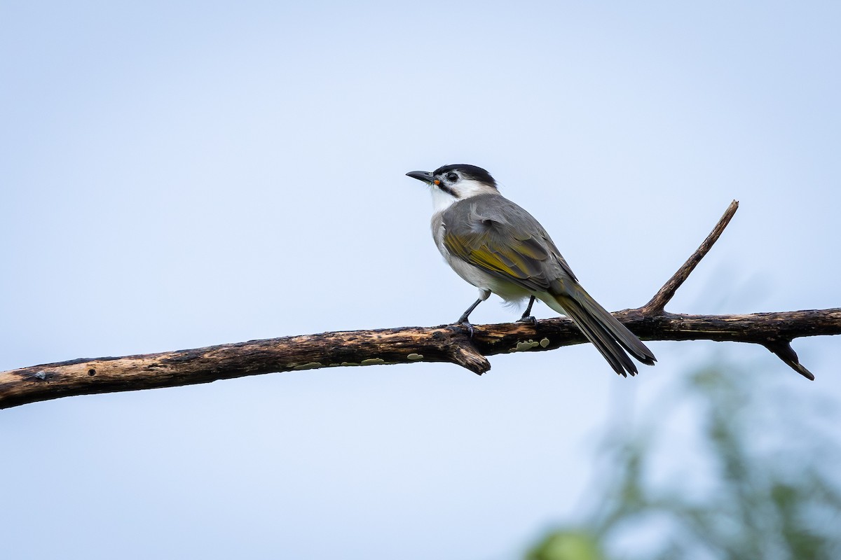 Styan's Bulbul - ML644142945