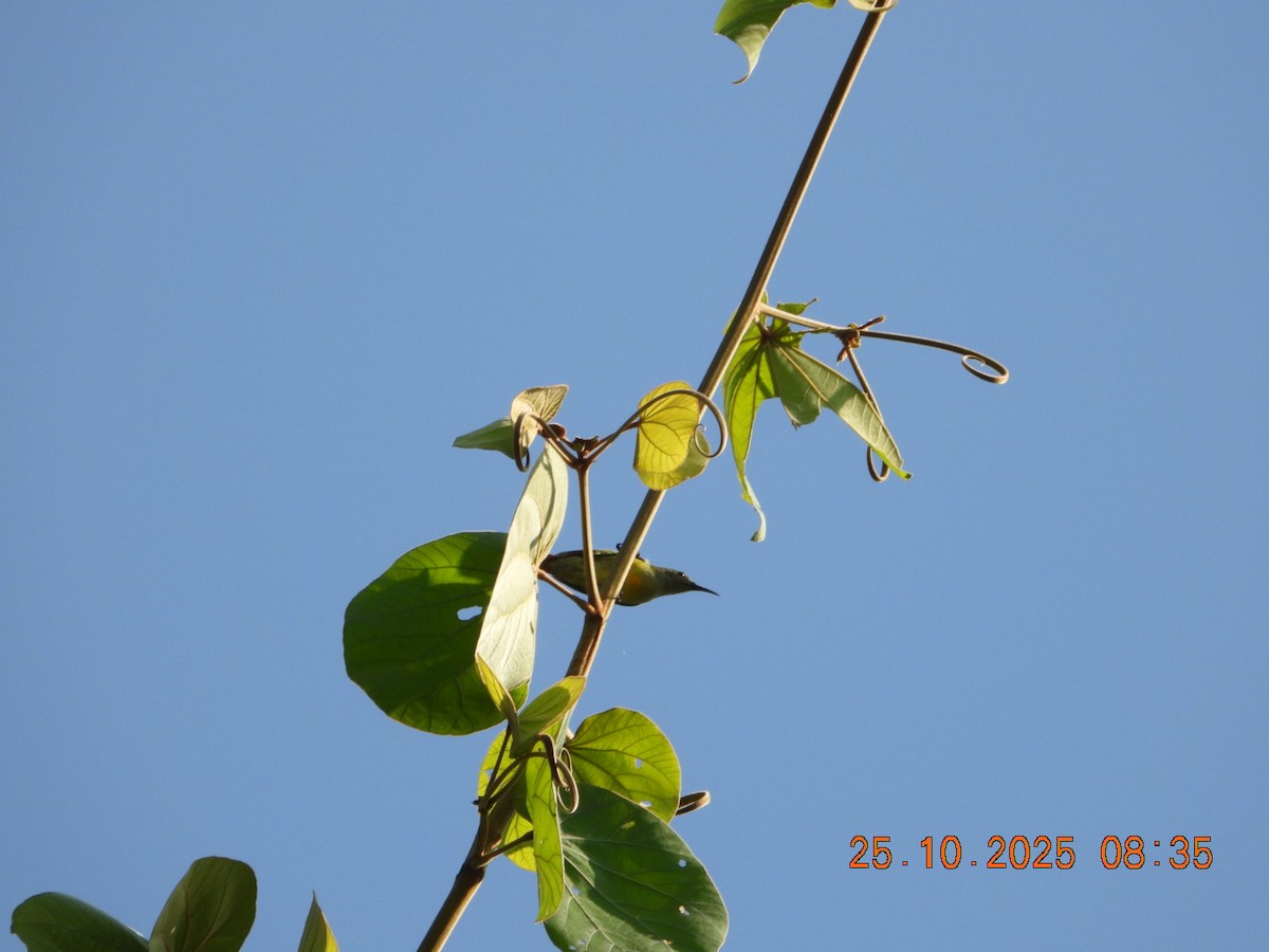 Suimanga Siparaja - ML644142954