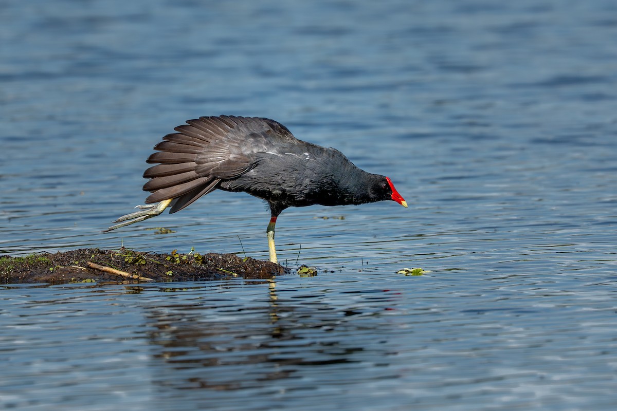 Gallinule d'Amérique - ML644142960