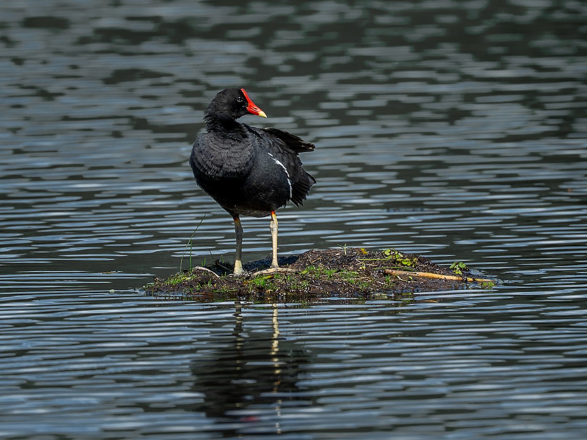 Gallinule d'Amérique - ML644142962