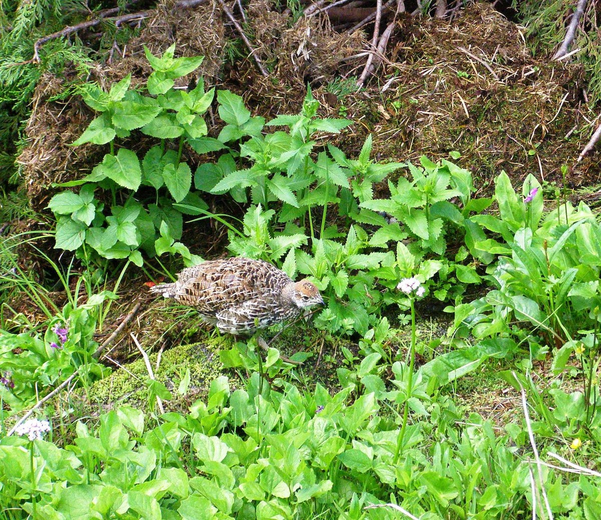 Sooty Grouse - ML644142964