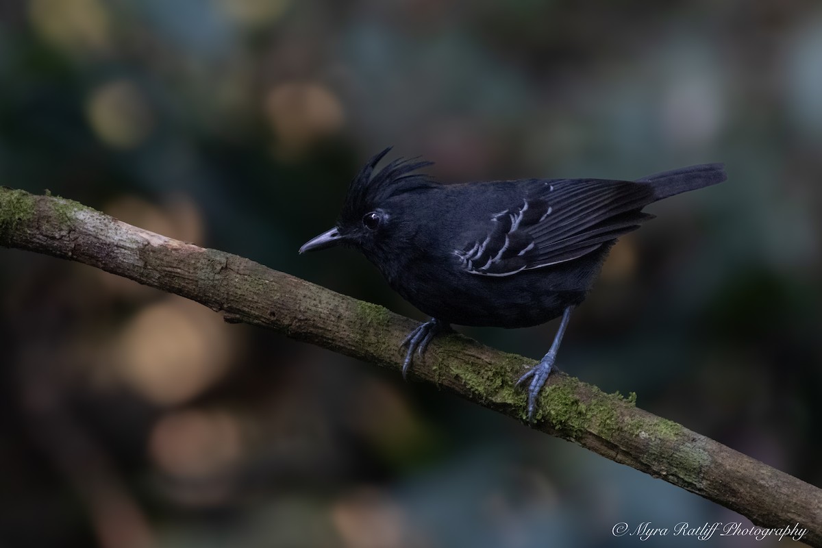 White-lined Antbird - ML644142976