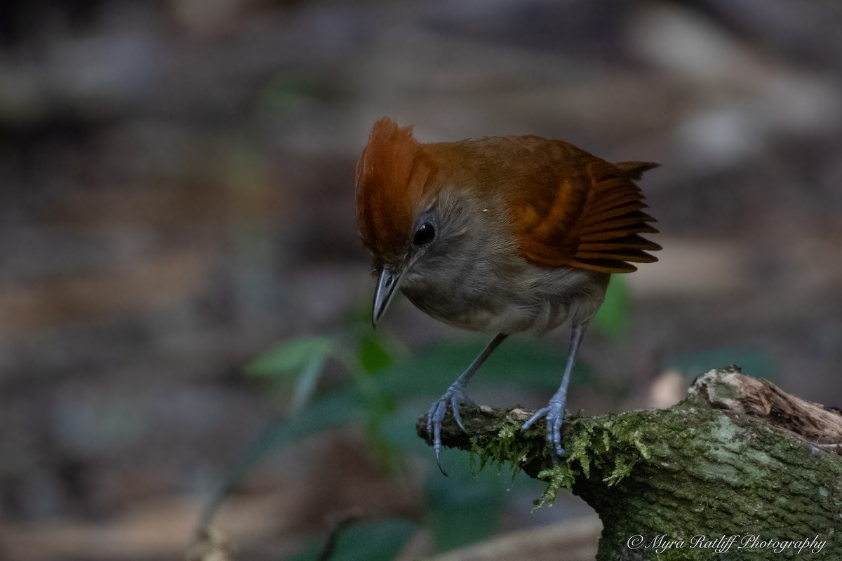 White-lined Antbird - ML644142990