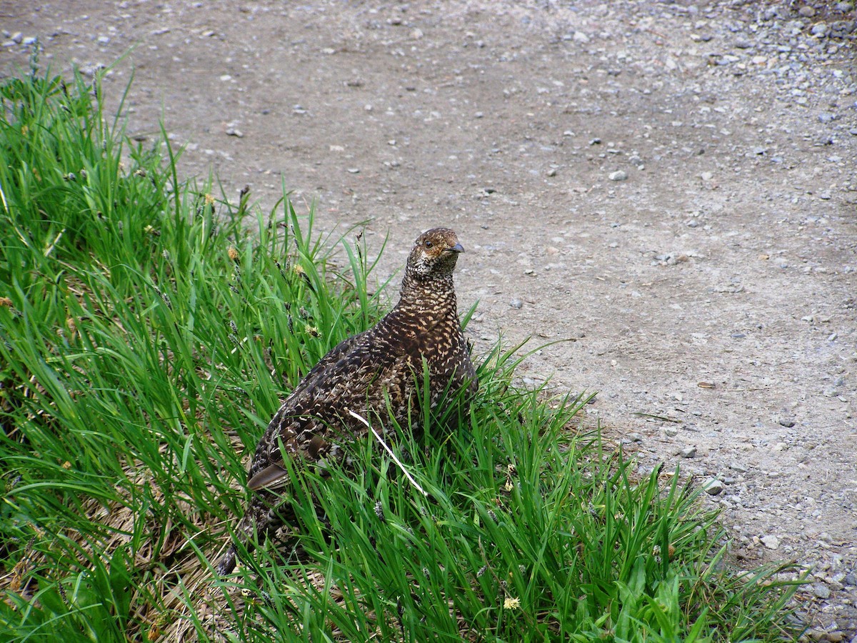 Sooty Grouse - ML644142992