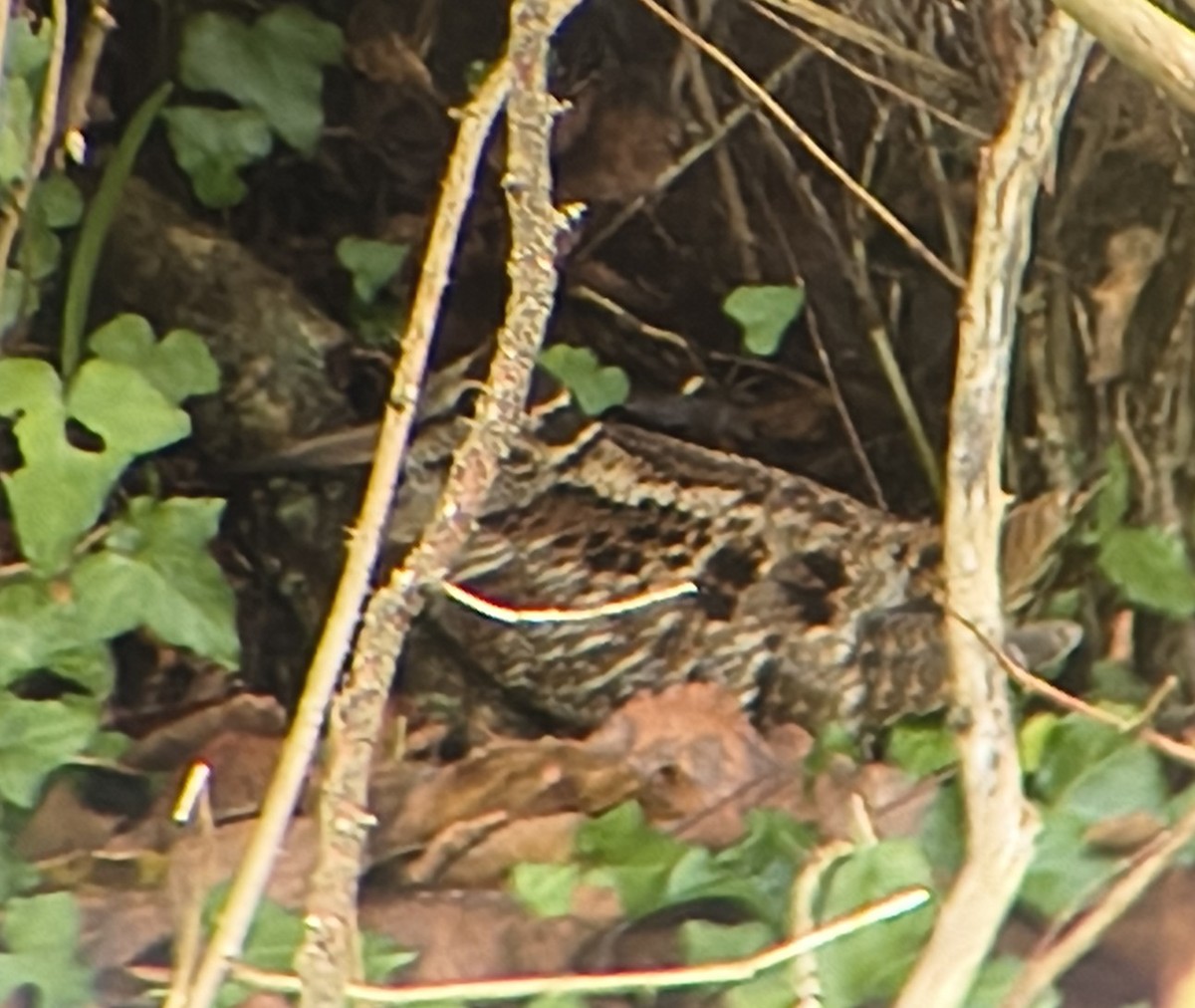 Eurasian Woodcock - ML644142993