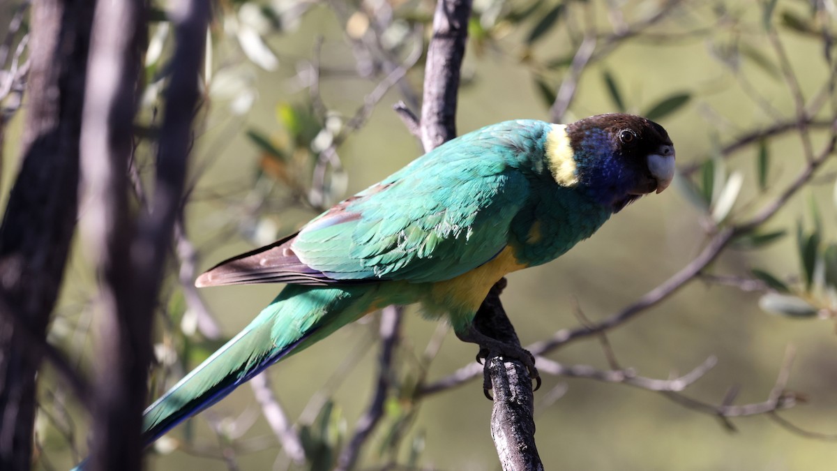 svarthodeparakitt - ML644143028