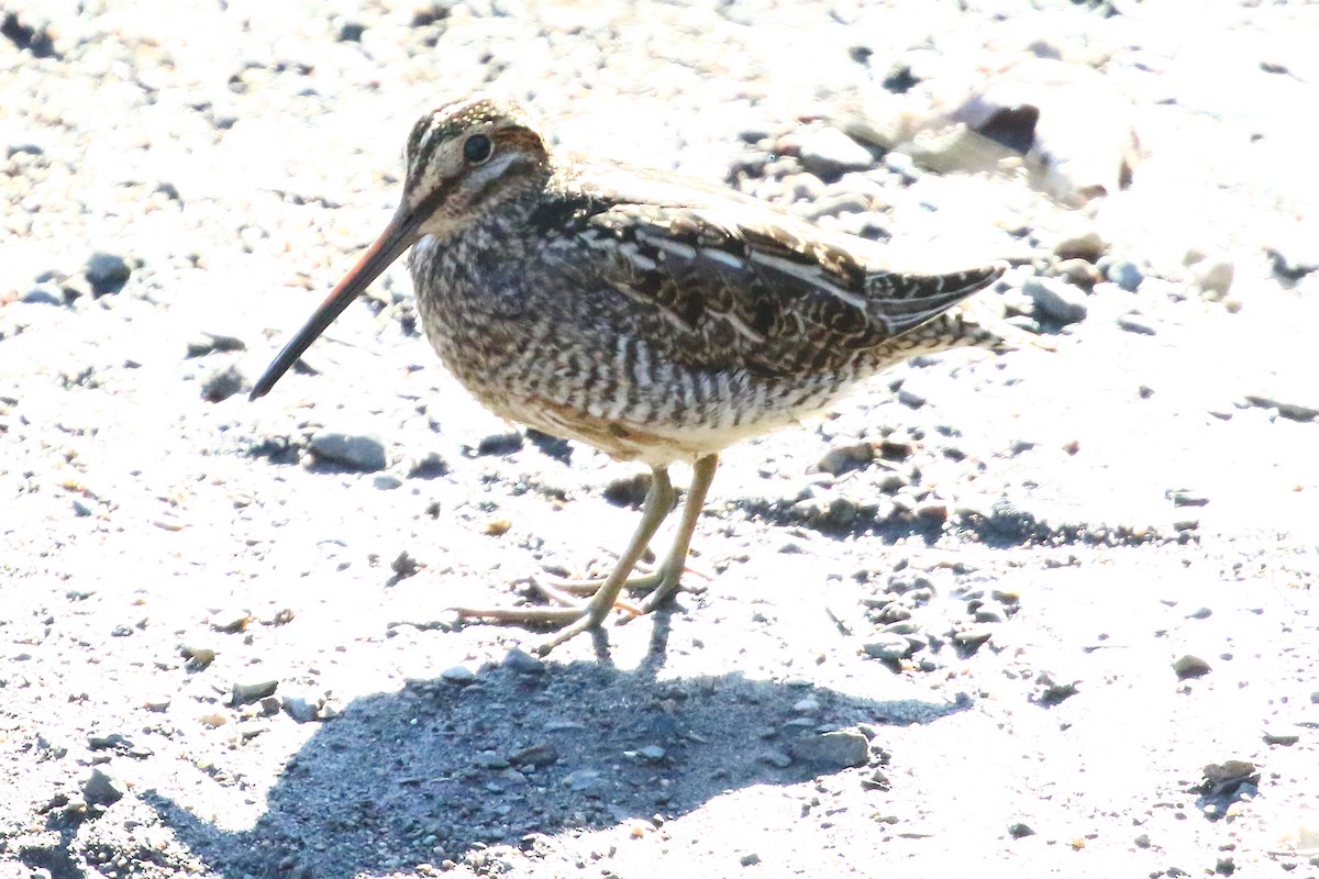Wilson's Snipe - ML644143031