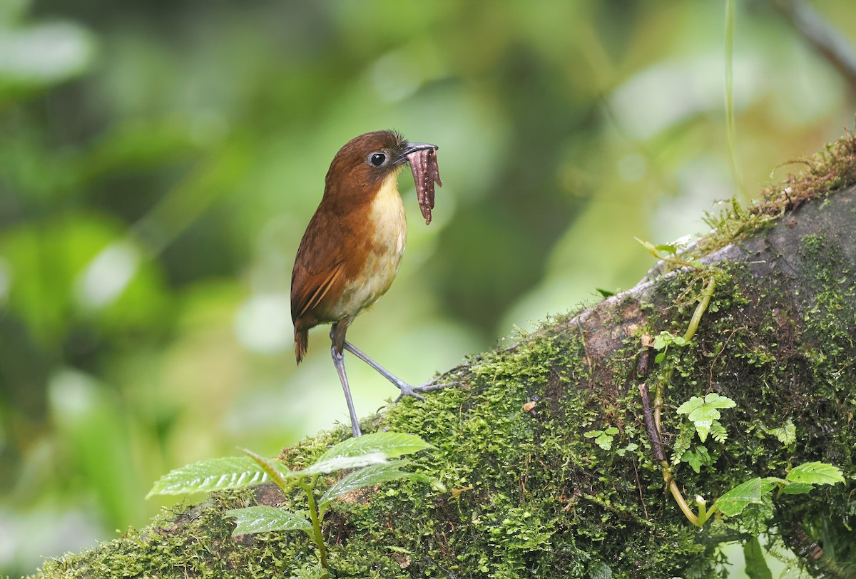 キムネクリセジアリドリ - ML644143040