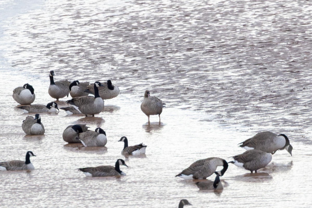 Pink-footed Goose - ML644143045
