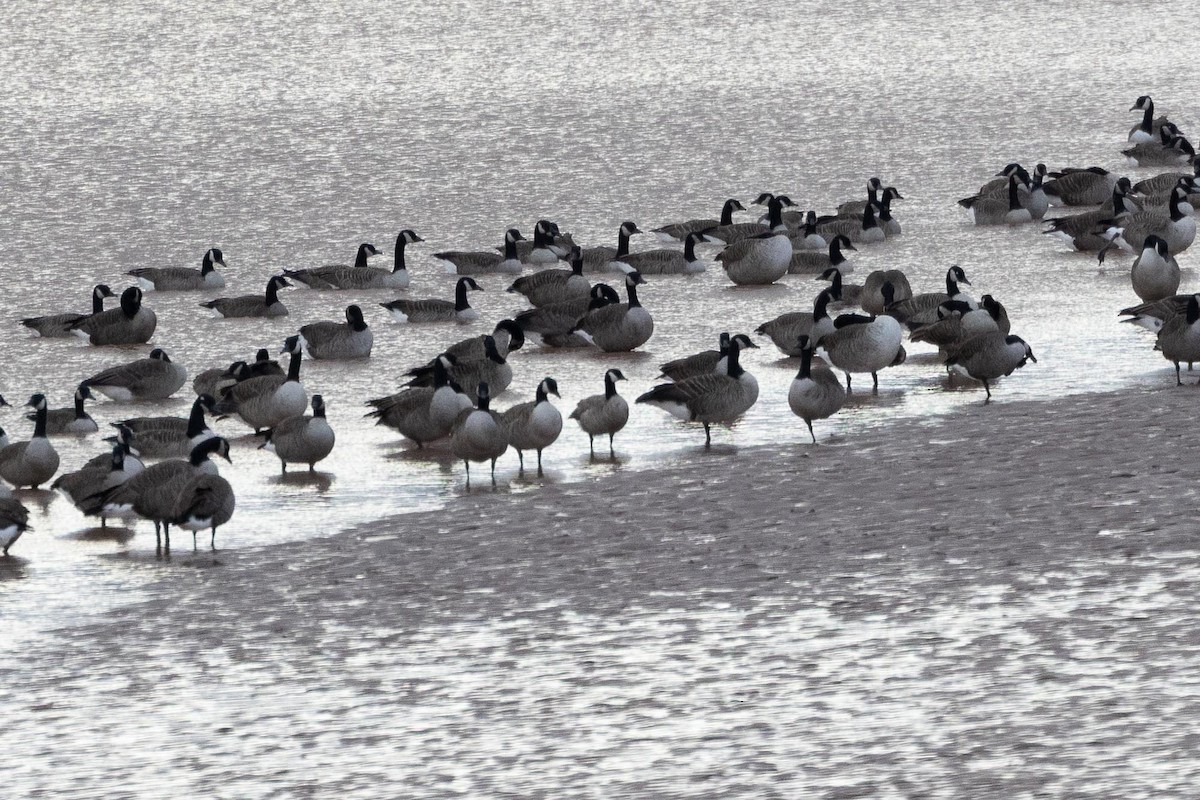 Cackling Goose - ML644143051