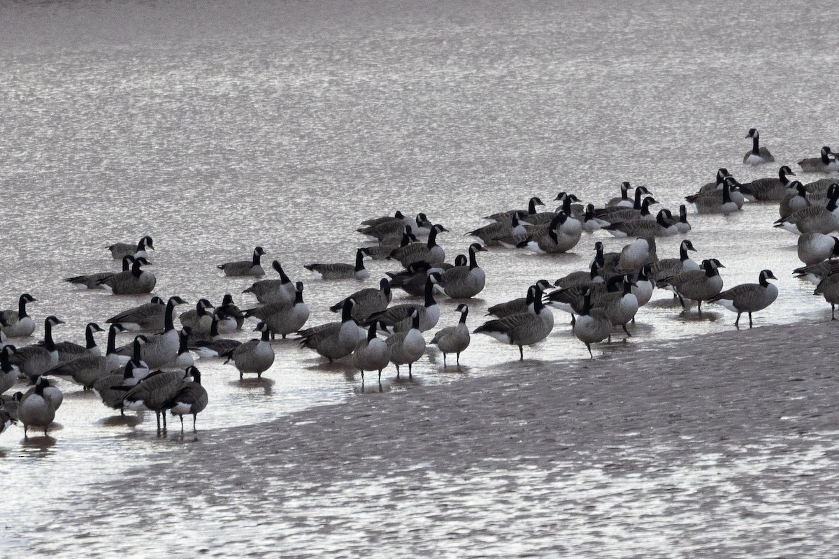Cackling Goose - ML644143052