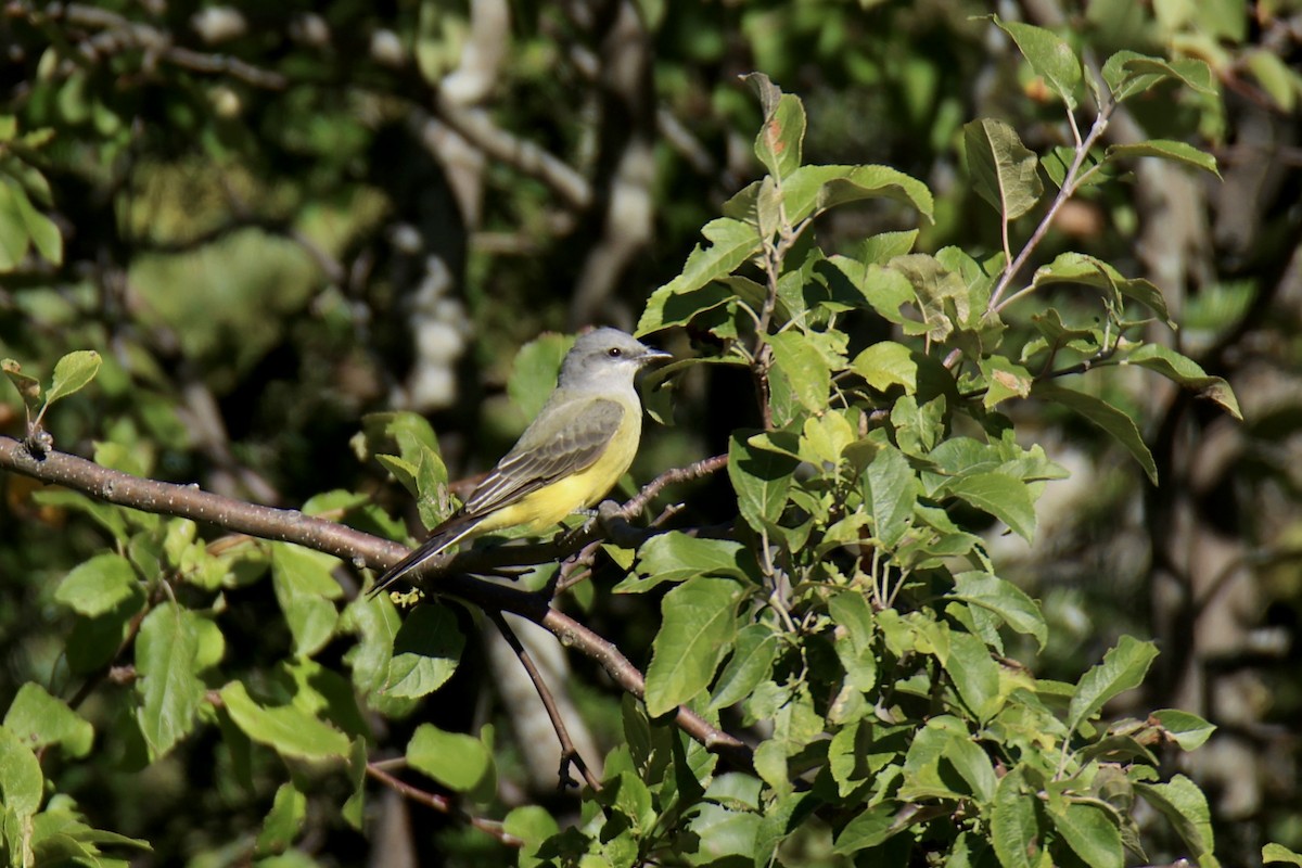 Western Kingbird - ML644143057