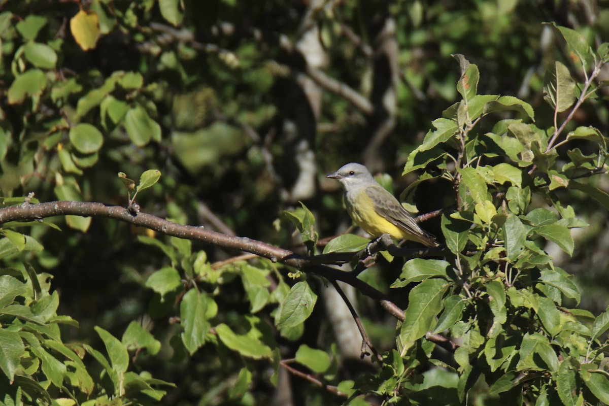 Western Kingbird - ML644143059